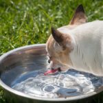 Drink Tongue Chihuahua Chiwawa Thirst Water Dog