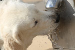 drink-1887305_960_720