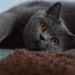 Young Pet Cute British Shorthair Cat Grey