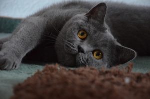 Young Pet Cute British Shorthair Cat Grey