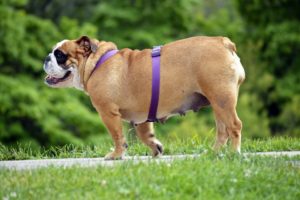 english-bulldog-2642967_960_720