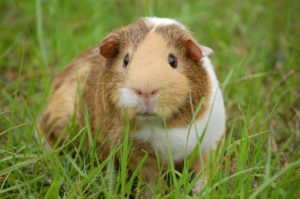 guinea-pig-242520_1280