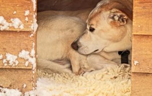 dog-3375363_1280