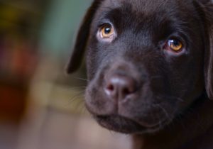 dog-face-labrador-smile-407082