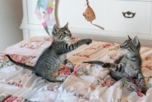 kittens-cats-foster-playing-160755