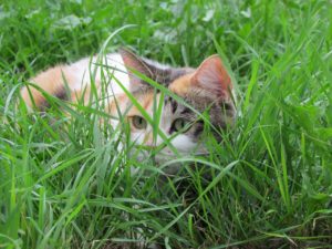 Cat Domestic Feline Outdoor Tortoiseshell Garden