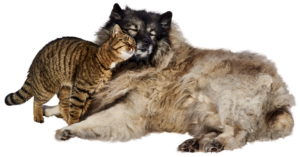 dog-and-cat-3128190_960_720