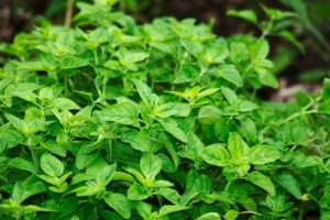 oregano-2662890_1280