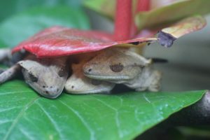 crown-gecko-941727_1280