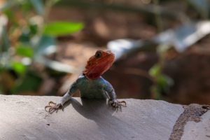 lizard-4038501_1280