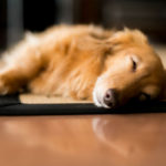 sleeping_dog_body