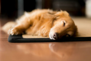 sleeping_dog_body