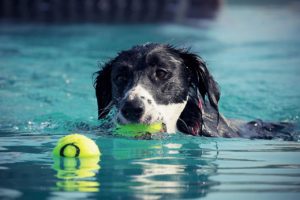 dog-2633227_1280