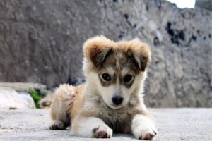The_Puppy
