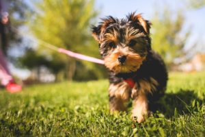 animals-dogs-gardens-grass
