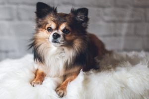 chihuahua-4294070_1280