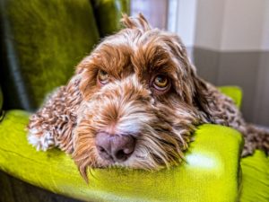 Sofa Dog Eyes Couch Face Nose Armchair