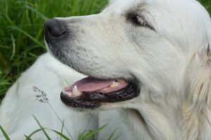 dog-2667471_1280