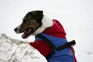 dog-3138008_1280