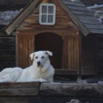 dog-in-front-of-dog-house