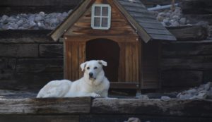 dog-in-front-of-dog-house