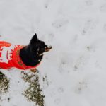 dog-snow-winter-pets-animals-cute