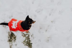 dog-snow-winter-pets-animals-cute