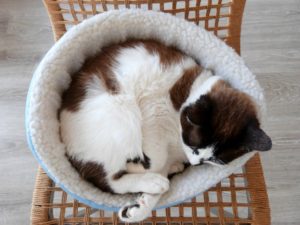 sleeping-kitty-1552787751H9n