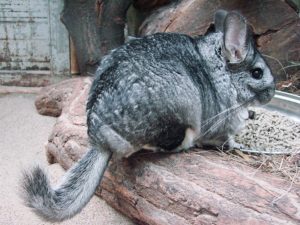 Chinchilla_lanigera_(Wroclaw_zoo)-2