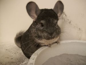 chinchilla-grey-gray-standard-pets-mammal