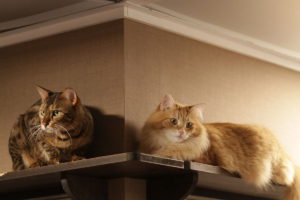 Two_Cats_in_a_Corner