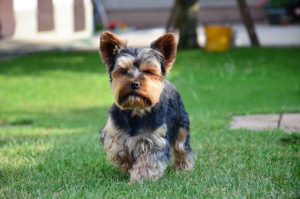 Yorkshire_Terrier_kurz