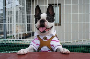 boston-terrier-2007686_1280