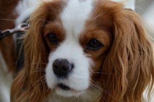 dog-726294_1280
