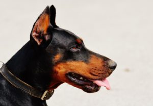 doberman_dog_animal_world_animal_hundeportrait_pet_nature_race-1042928