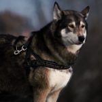 dog_animal_husky_canine_harness-2494