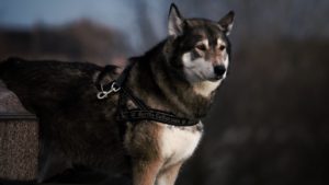 dog_animal_husky_canine_harness-2494