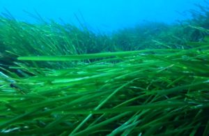 posidonia oceanica 3