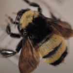 american bumblebee