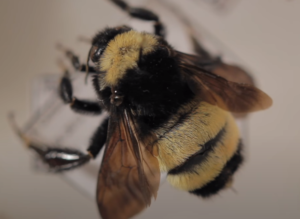 american bumblebee