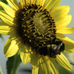 american-bumblebee