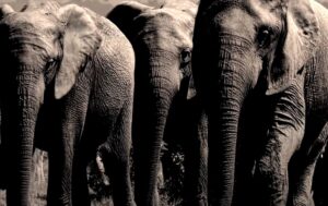 elephant tuskless
