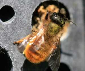 solitary-bee-covered-in-pollen-by-green-and-blue_02155d4b-e7b6-4e09-87e1-d21c8ee27b7c_800x