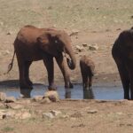 man-brings-water-wild-animals-kenya-19-58aac70defc68__700