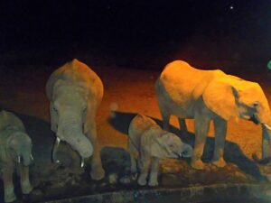 man-brings-water-wild-animals-kenya-3-58aac6e08bc63__700
