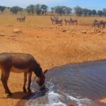 man-brings-water-wild-animals-kenya-6-58aac6e8aca1d__700