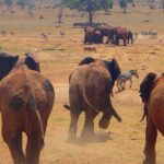 man-brings-water-wild-animals-kenya-8-58aac6ed9cfcb__700