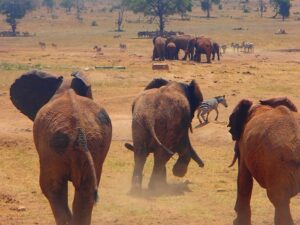man-brings-water-wild-animals-kenya-8-58aac6ed9cfcb__700