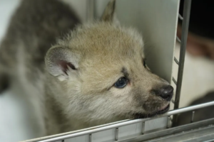 wolf-pup-2-l